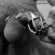 Cage de chasteté homme avec cockring Lancelot